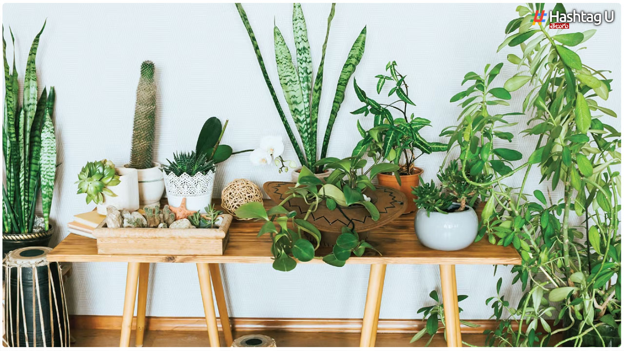 Houseplants In Bottles
