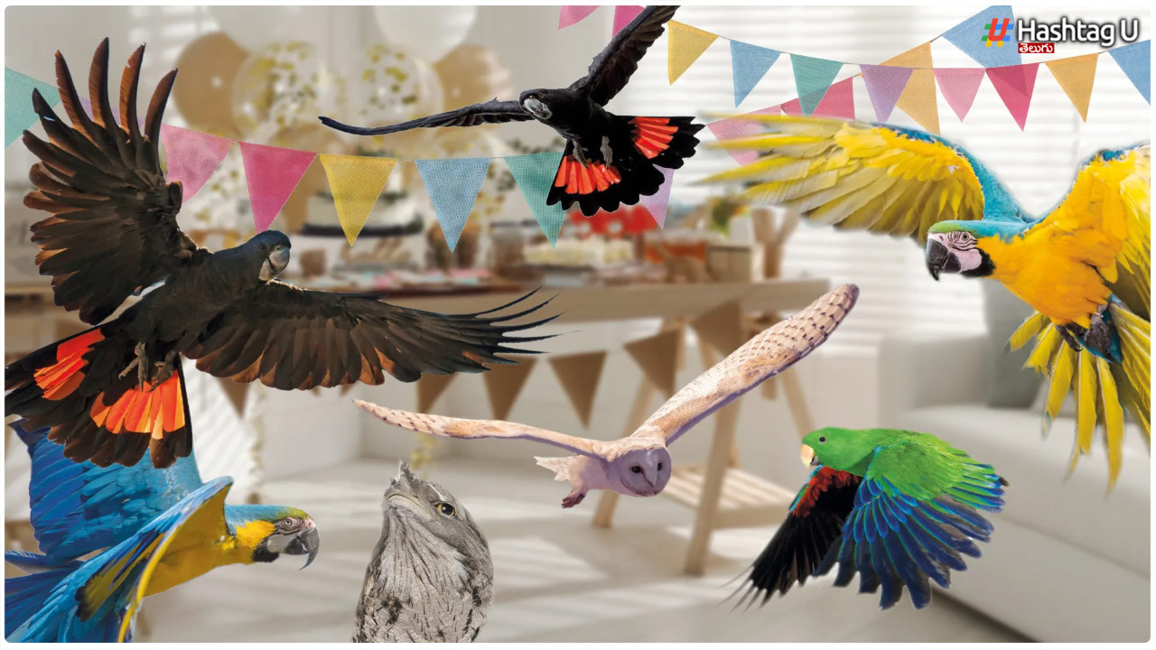 Have Such Birds Entered Your House.. But Do You Need To Know This..