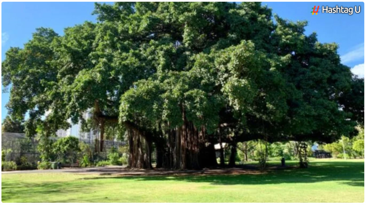 It Is Enough To Worship The Raavi Tree Like That.. Saturn's Grace Is Sure..