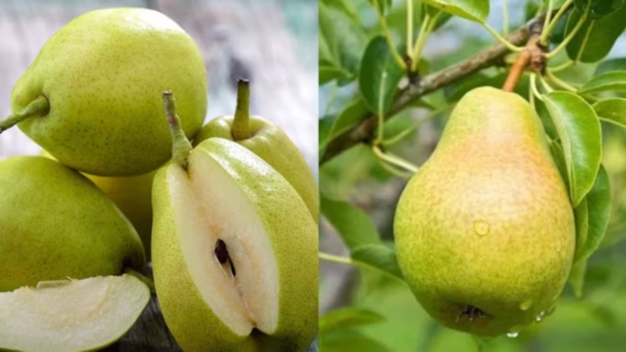 benefits of pears