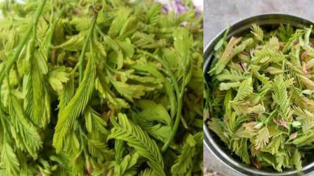 Benefits of Eating Tender Tamarind Leaves Chintha Chiguru