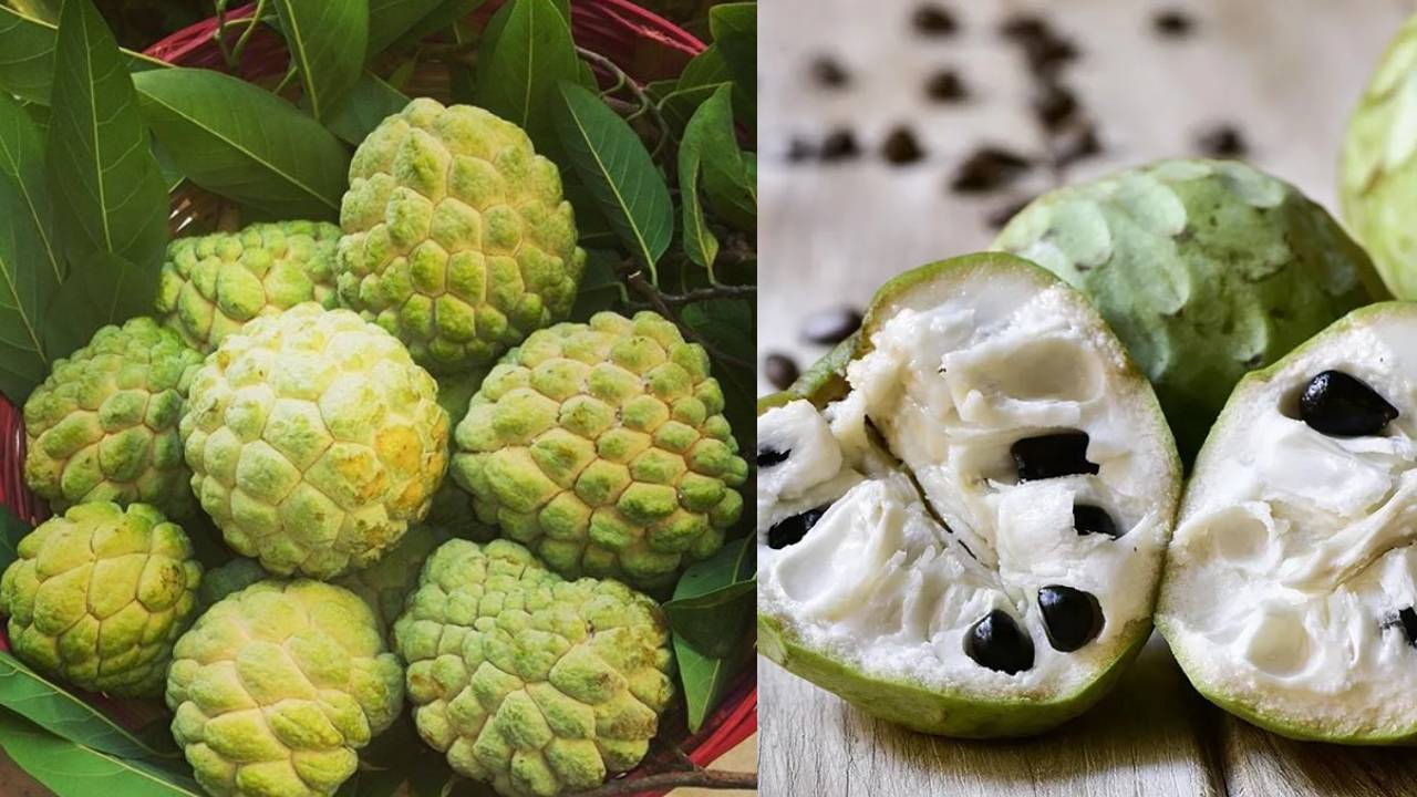 Health Benefits of Custard Apple in Winter