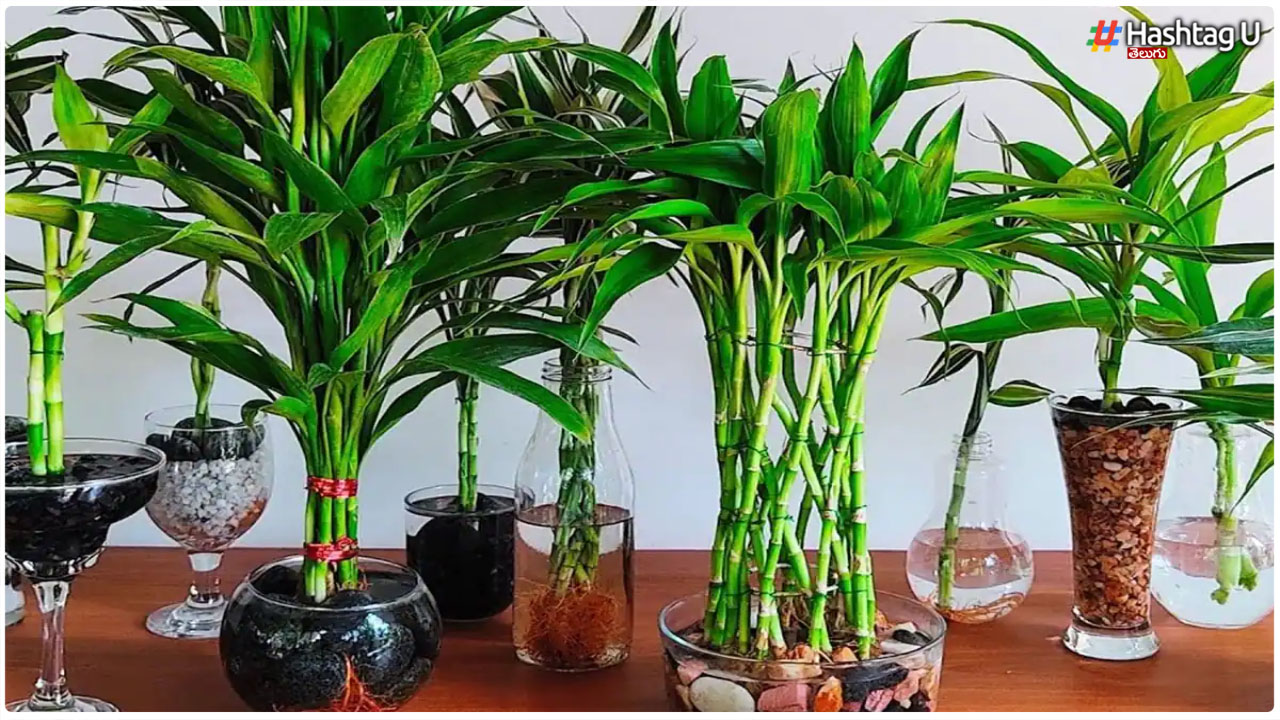 Can You Grow A Bamboo Plant At Home.. Will Luck Come Together.. How True Is This..