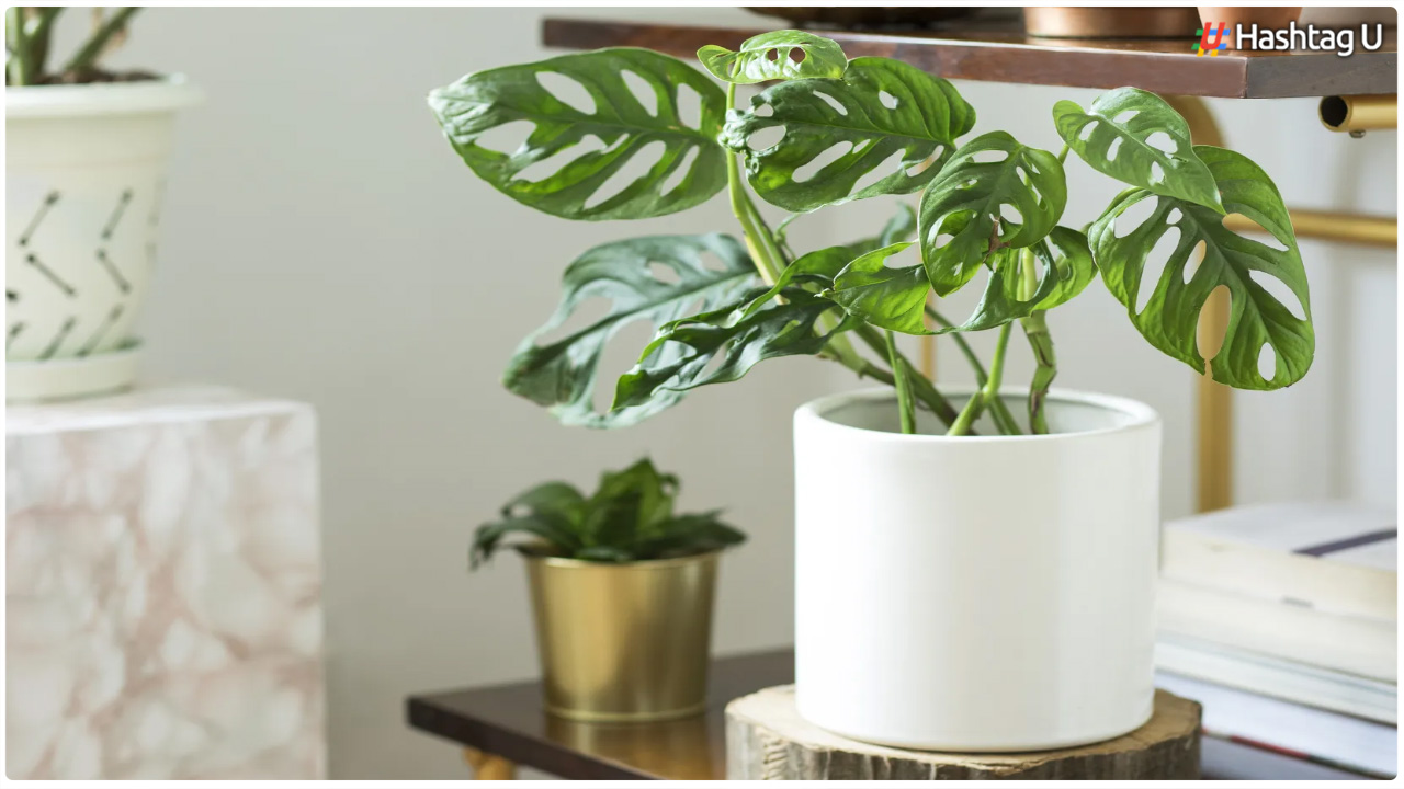 Houseplants