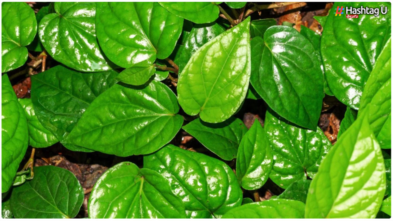 Is It Enough To Do This With Betel Leaves..
