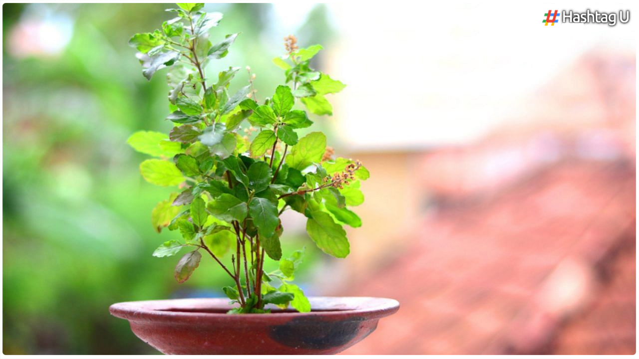 Just Do This With Tulsi Water.. All Your Problems Should Disappear..