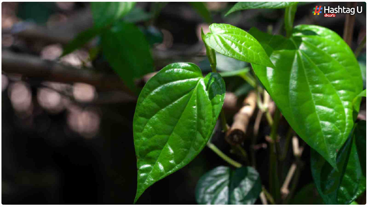 Betel Leaf