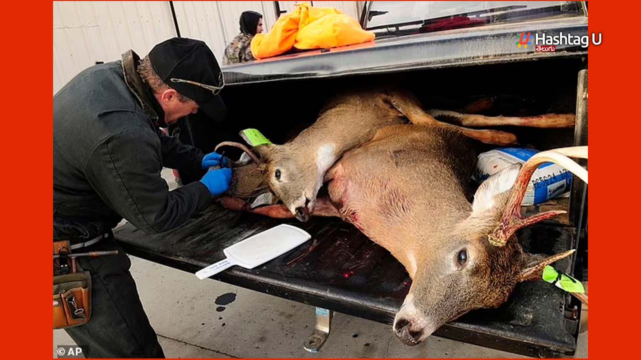 Zombie Deer Disease