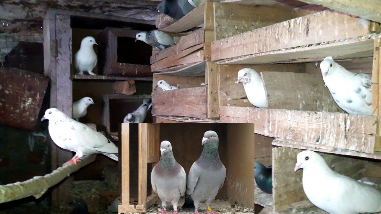 If Pigeons stay in Home occurs so Many Health Issues