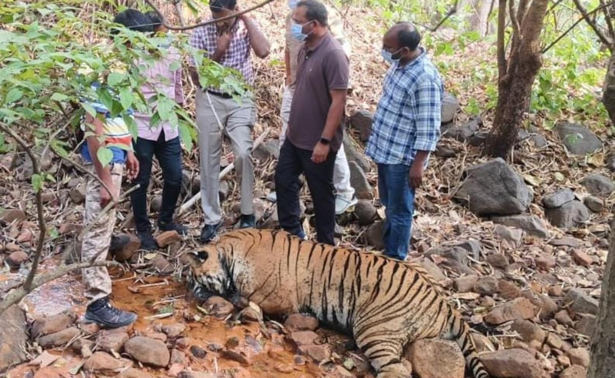 Tiger Dead