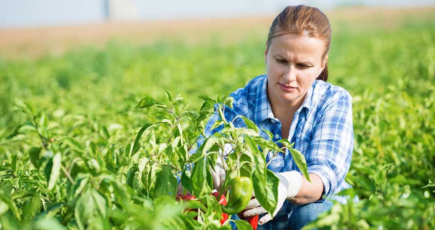 Agriculture Courses