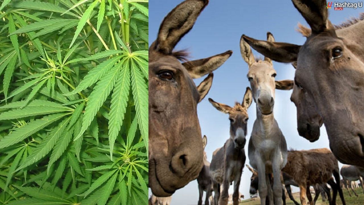 Ganja Donkey