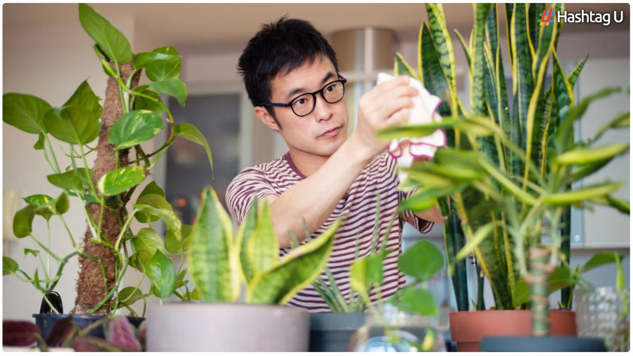 If You See This Plant Around You, Don't Leave It.. How Many Benefits Are There..