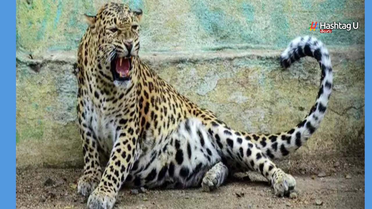 Leopard