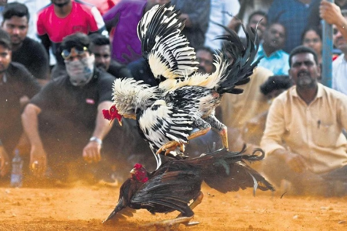 Makar Sankranti 2024