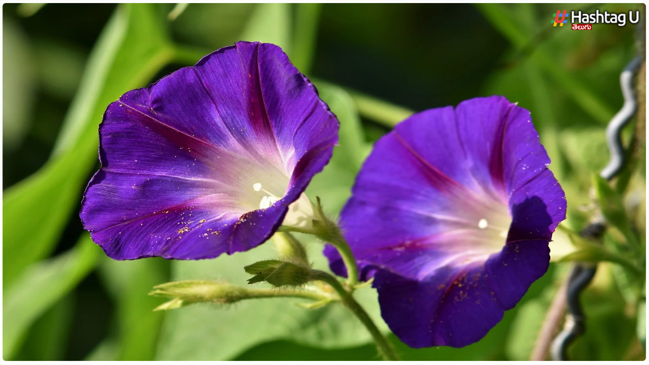 You Will Be Shocked To Know About The Amazing Benefits Of Conch Flower For The Skin.