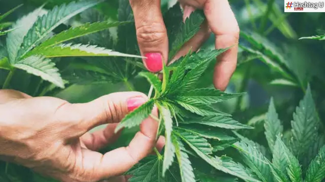 Cannabis Plants