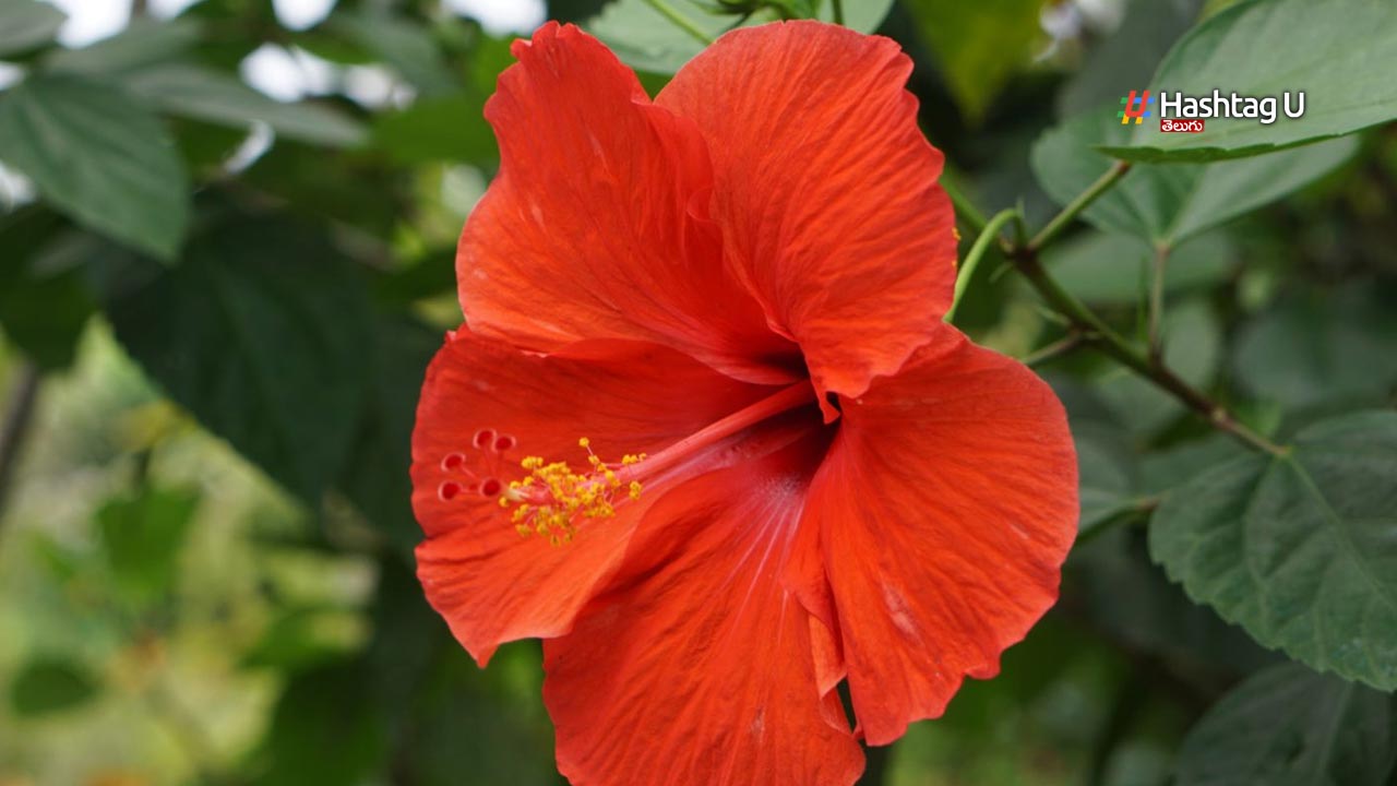 Hibiscus