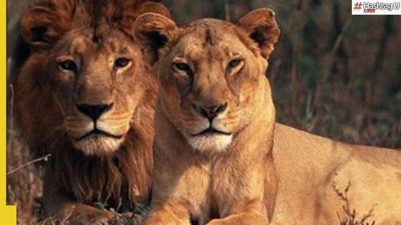 Lioness Sita Lion Akbar