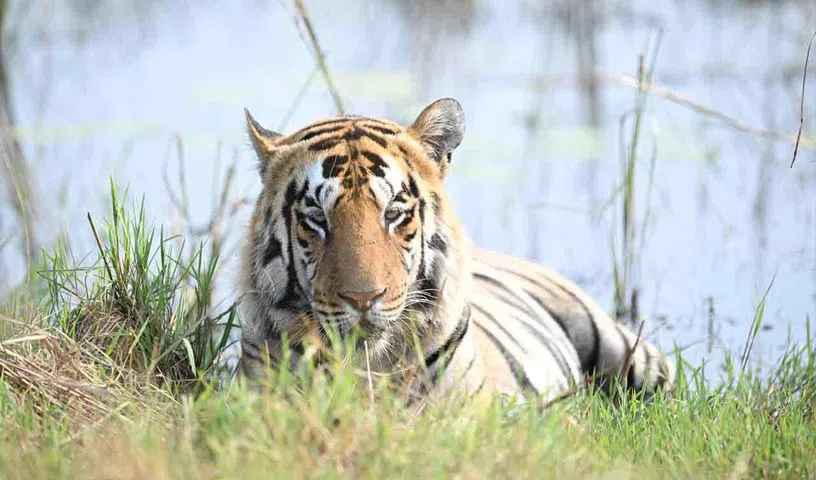 Tadoba Tiger