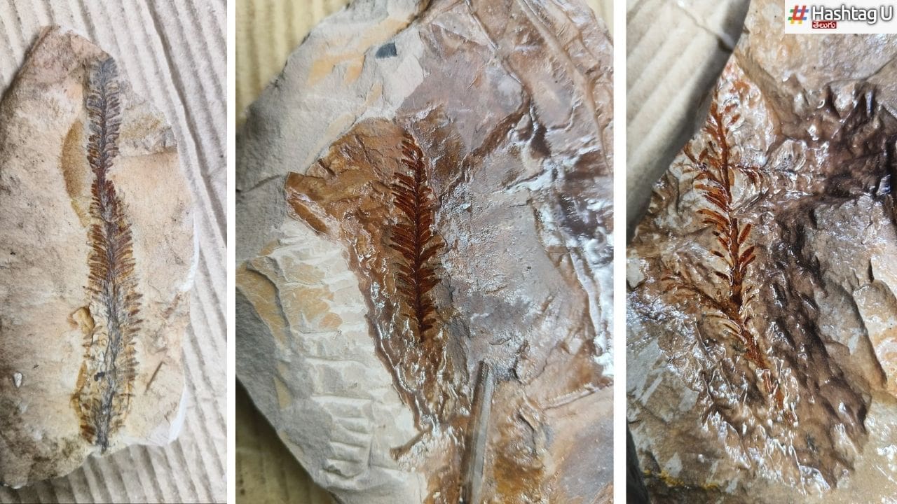 Telangana Fossils Min