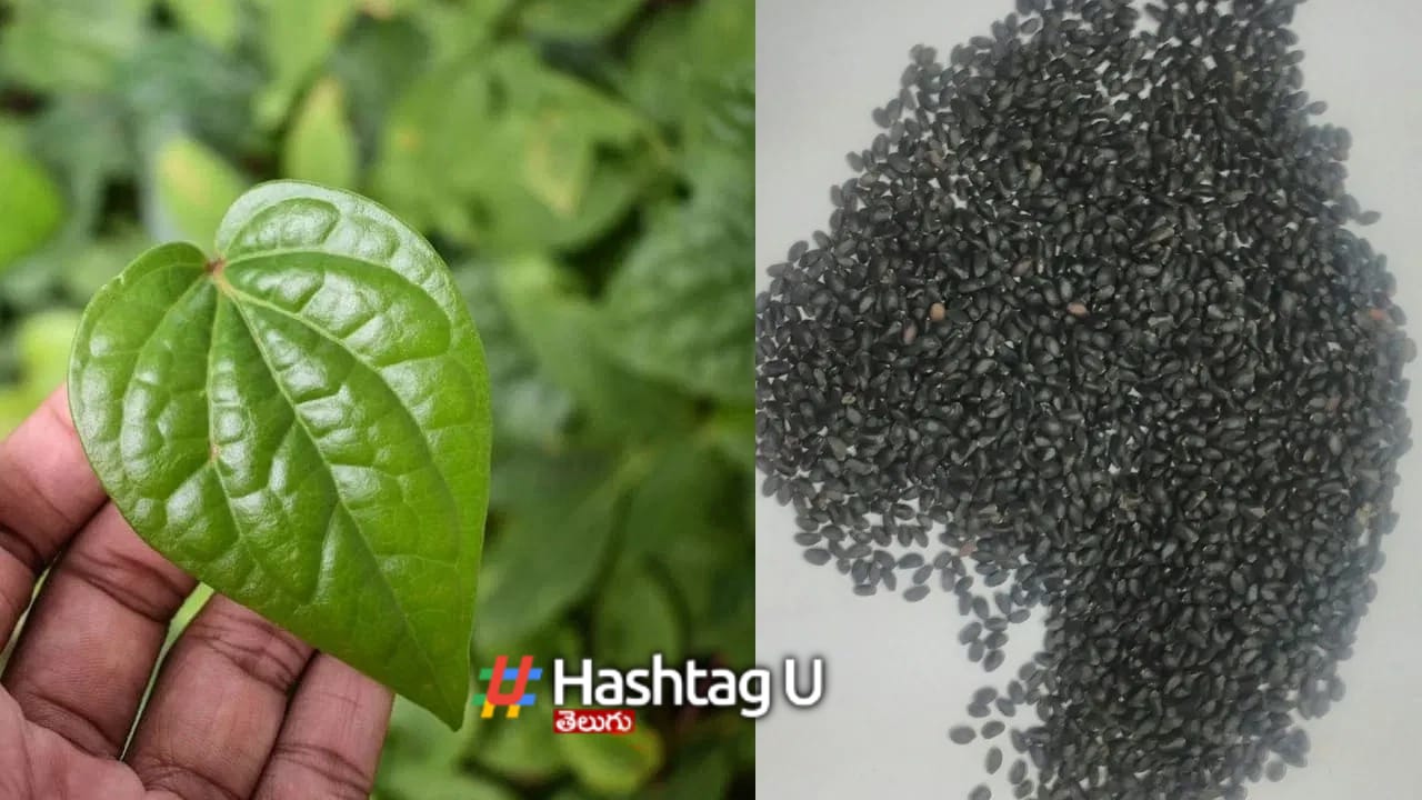 Betel Basil Seeds
