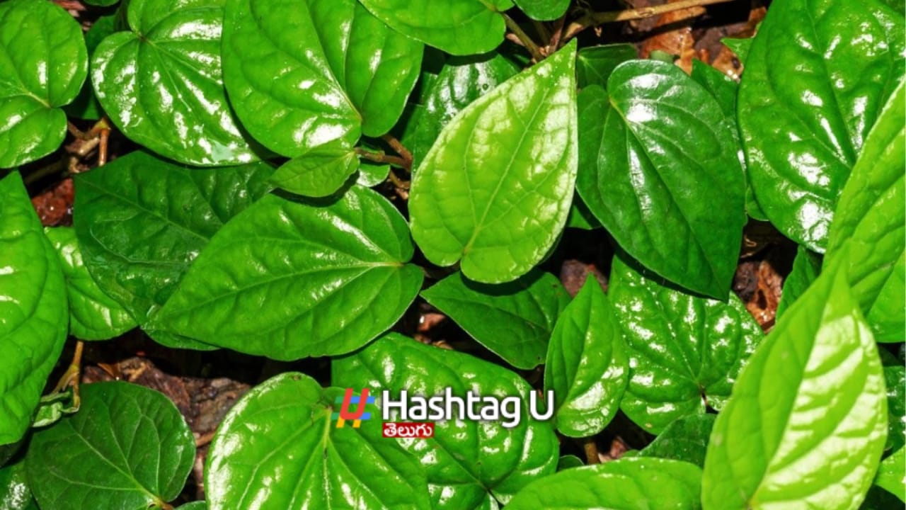 Betel Leaves