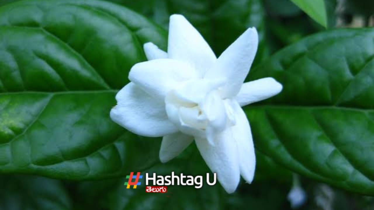 Jasmine Flowers