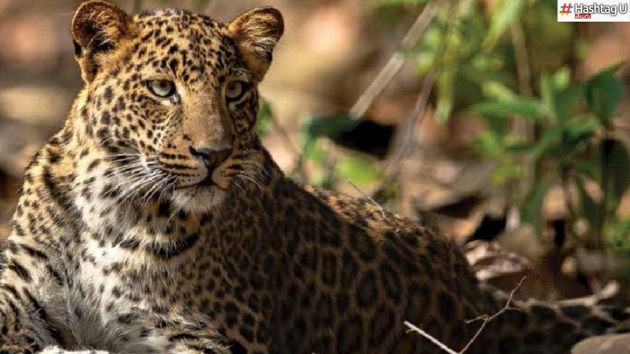 Leopards