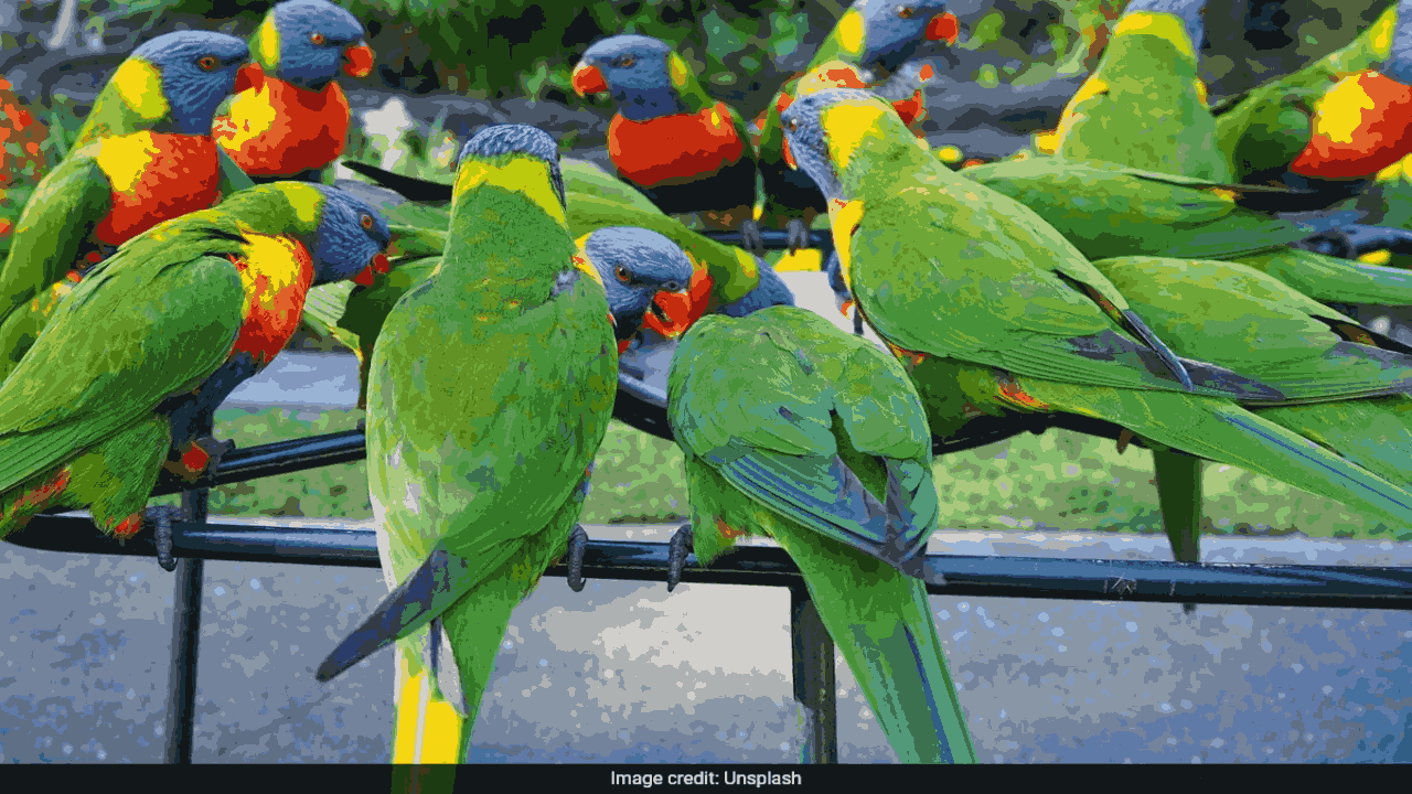 Parrot Fever
