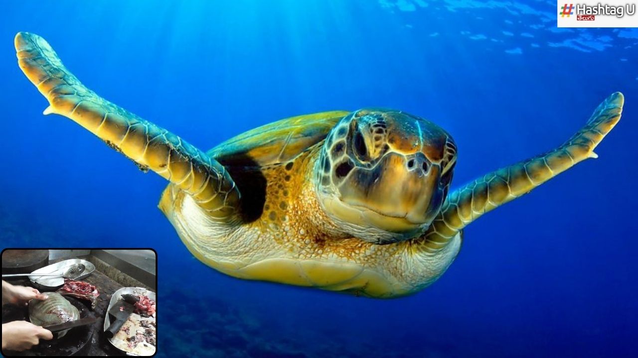 Sea Turtle Meat