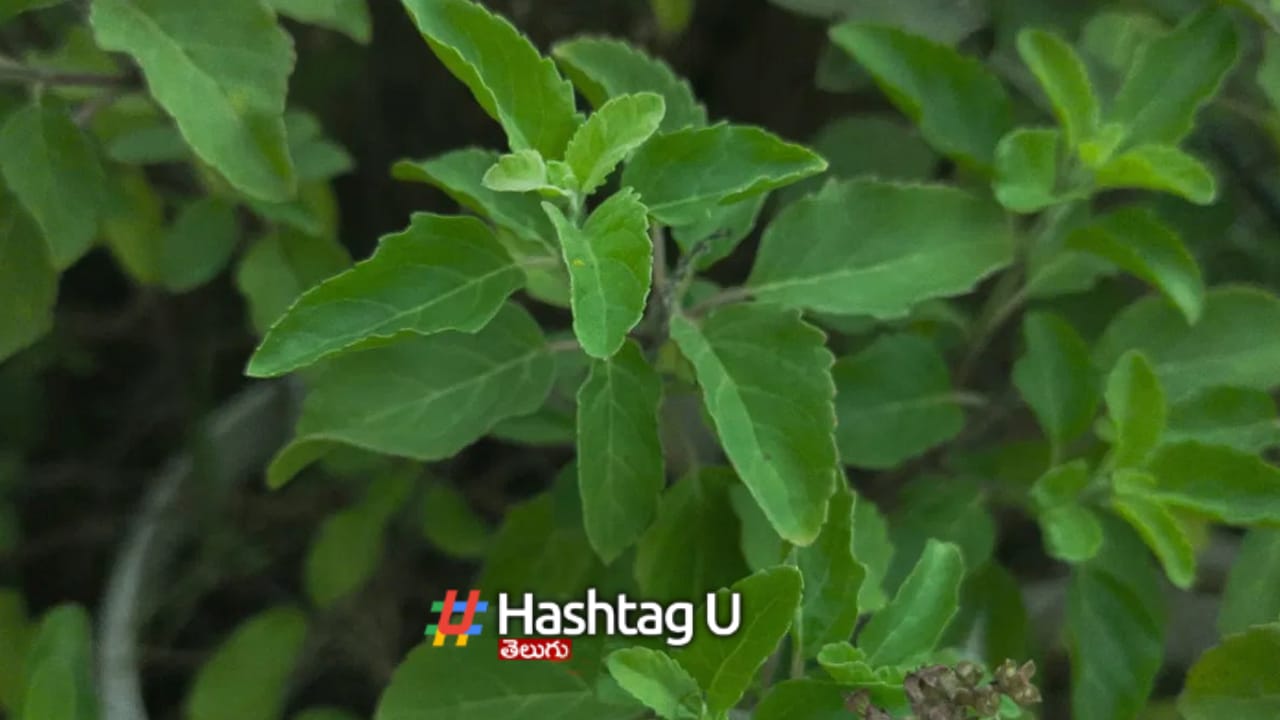 Tulsi Leaves