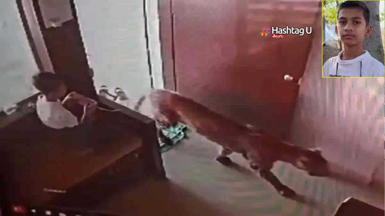 Boy Trapped Leopard In Nash