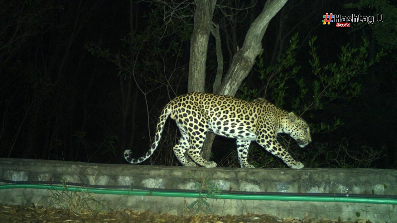 Leopard