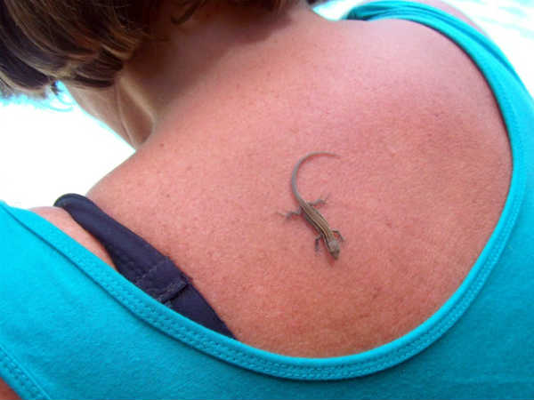 Lizard Astrology