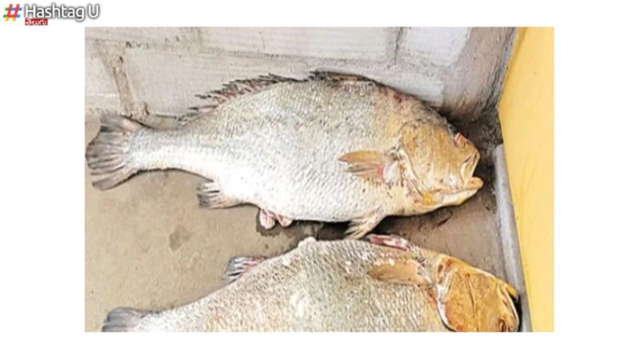 2 Fishes 4 Lakhs
