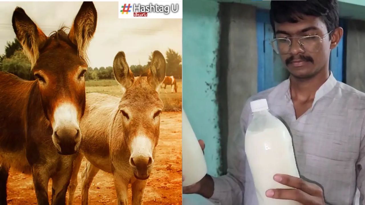 Donkey Milk