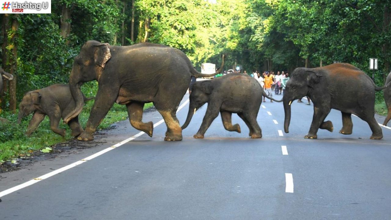 Elephants Attack