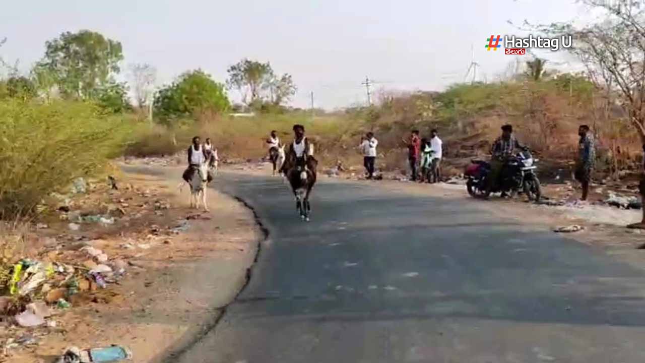 Donkey Running Competitions
