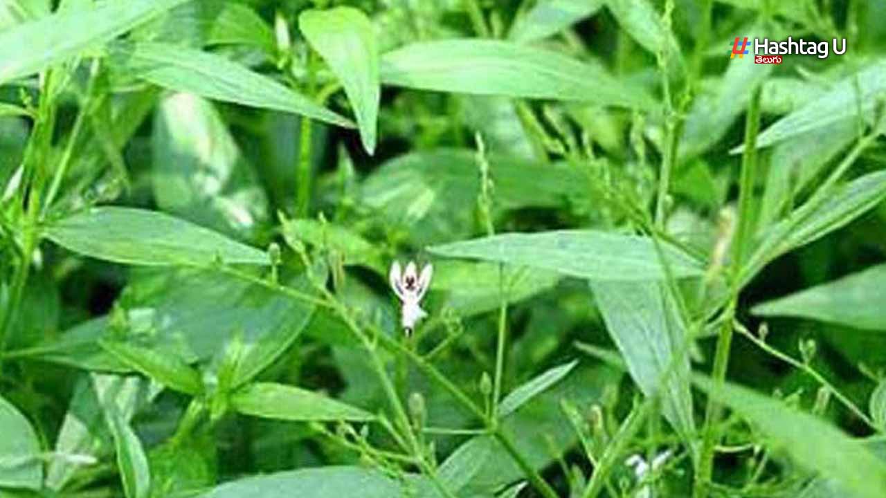 Green Chiretta Benefits : నేలవేము ఉపయోగాలు తెలిస్తే అస్సలు వదిలిపెట్టారు Green Chiretta Benefits