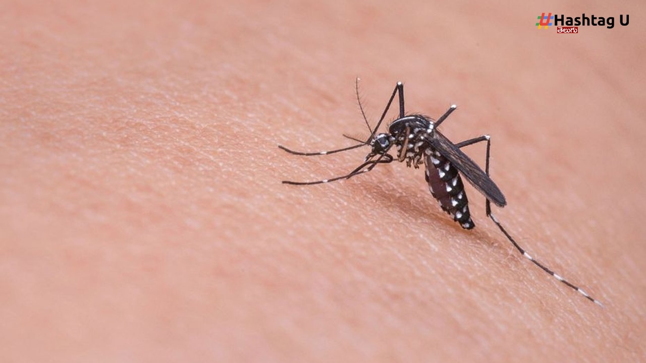 Malaria