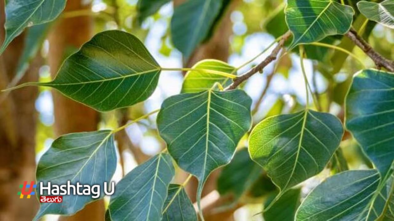 Peepal Tree