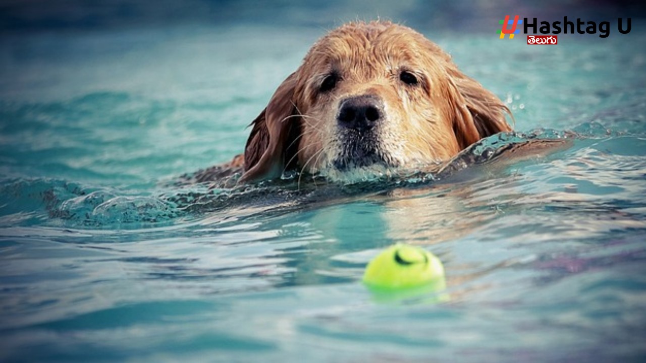 Pet Care