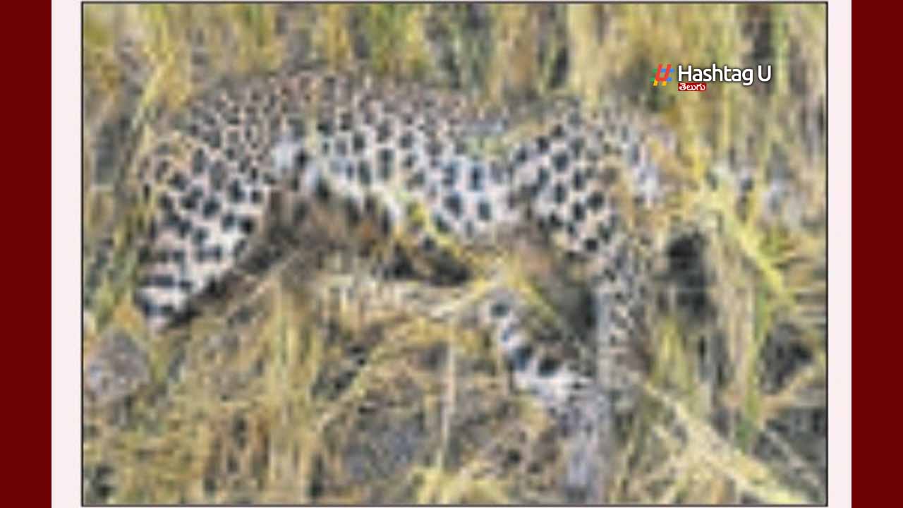 Cheetah Died