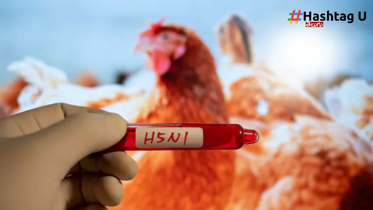 Bird Flu Virus