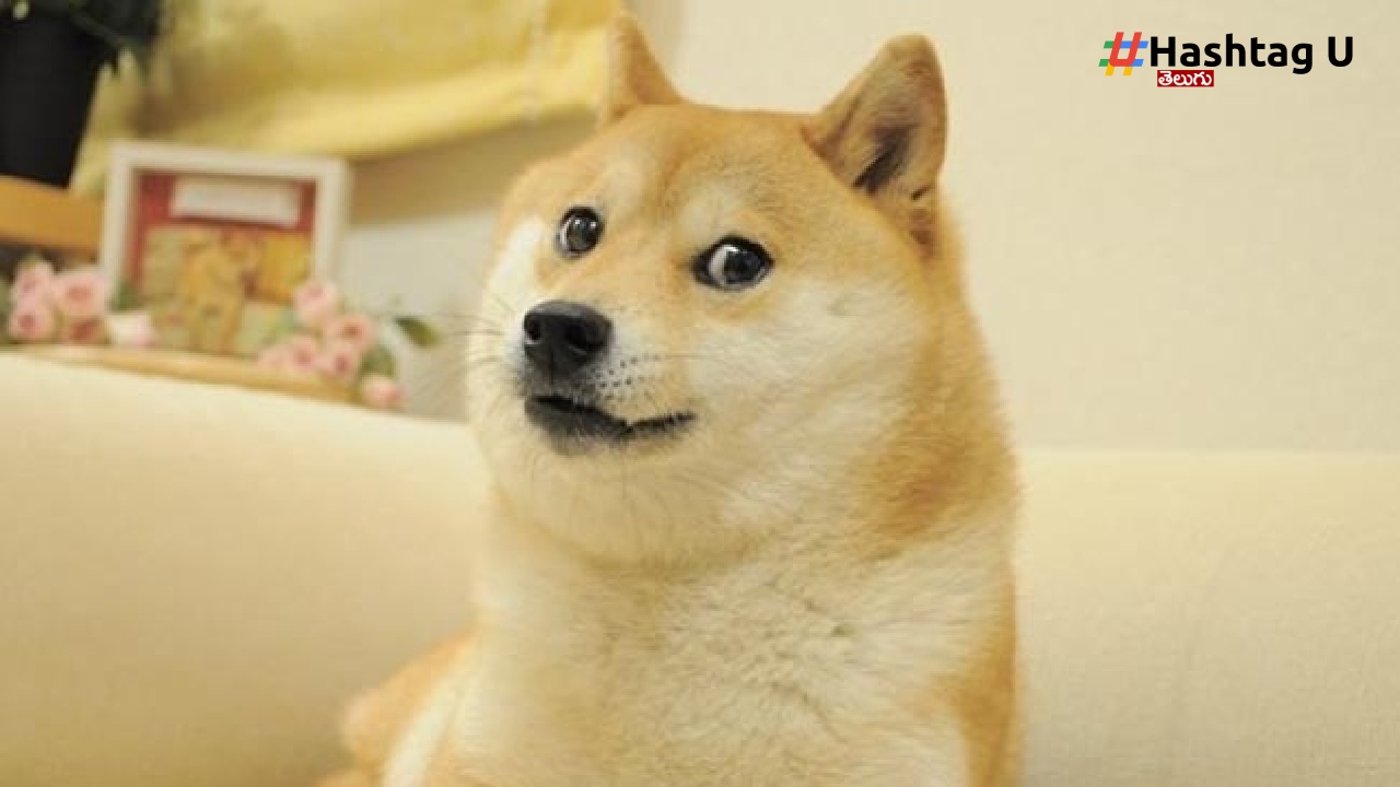 Dog Kabosu