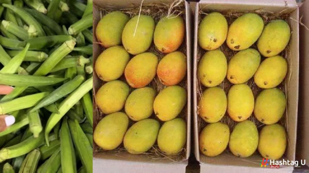 Alphonso Mango