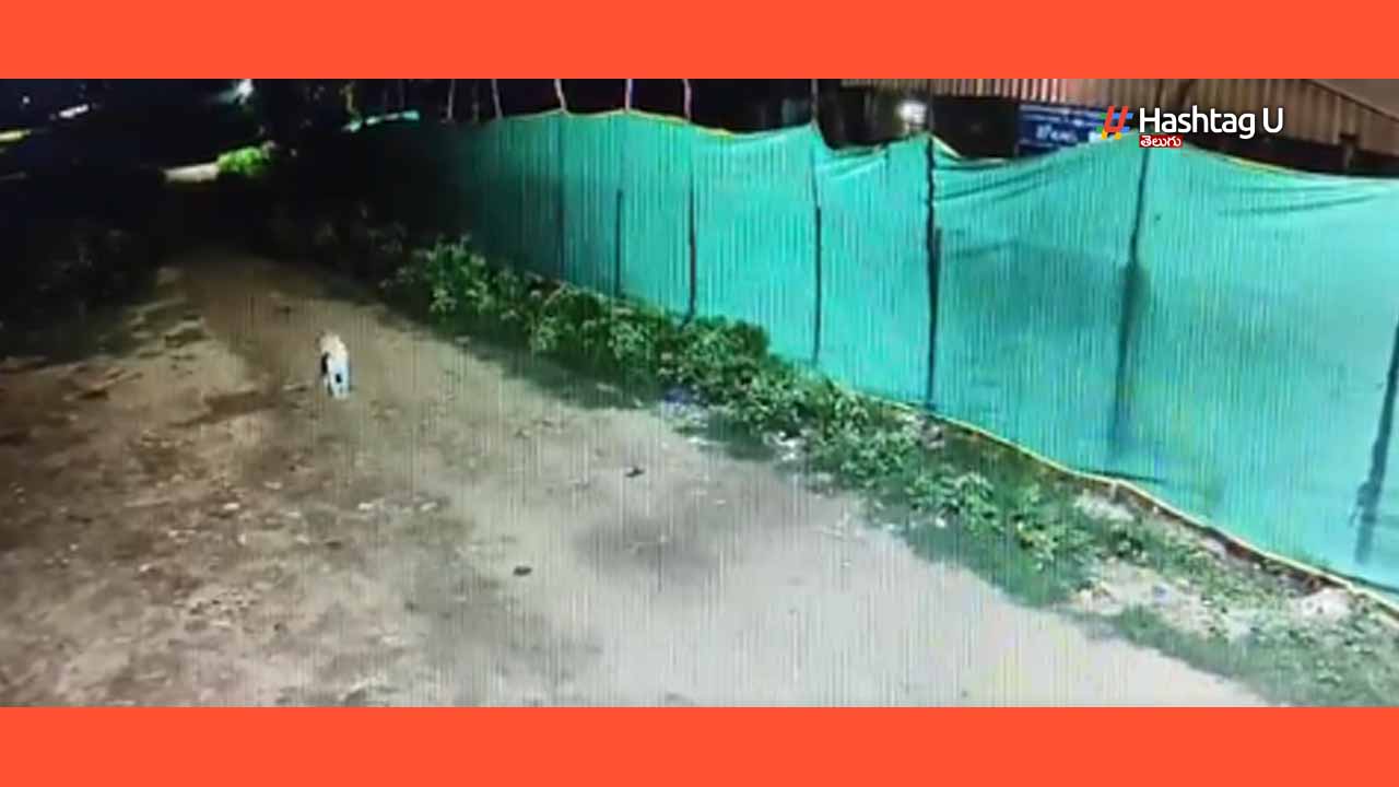 Leopard Spotted Near Goshal