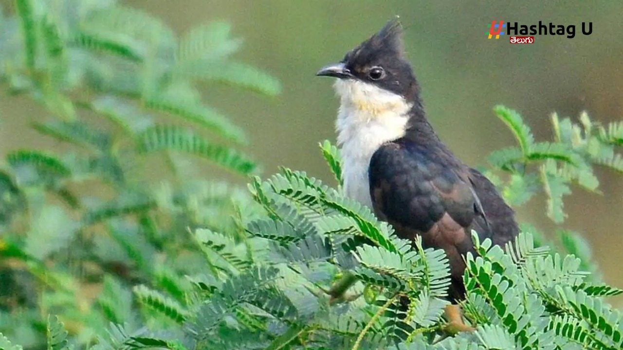 Pied Cuckoo