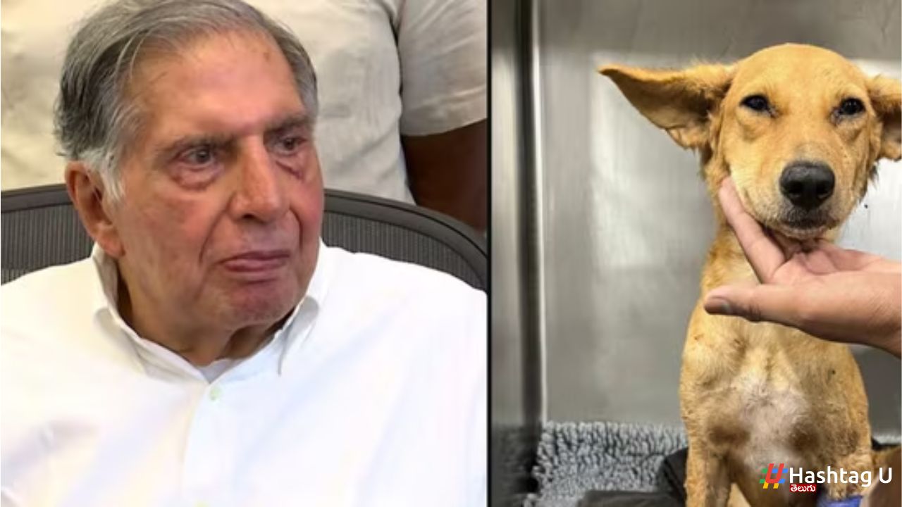 Ratan Tata Humanity